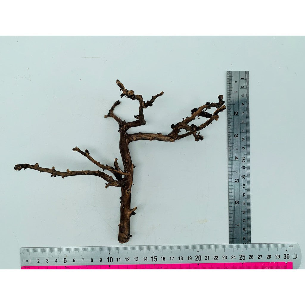 Picturesque Natural Wood Tree Trunk Drift Wood for Aquarium Aquascaping
