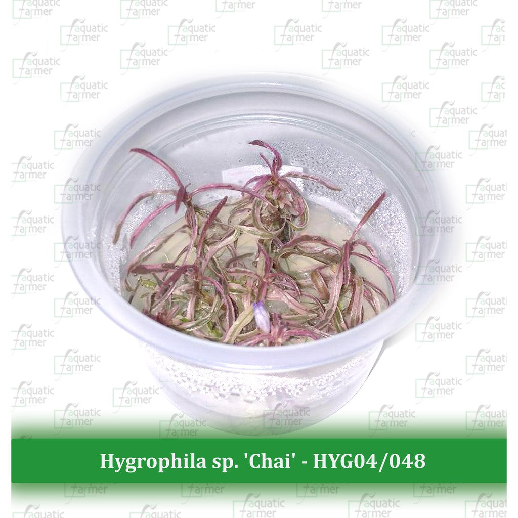 Hygrophila sp Chai Live Aquatic Tissue Culture Plants by Aquatic Farmer