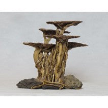 Large Tree with Steps "Plug and Plant" Scaping. Stunning aquascape collection for easy aquarium setup.