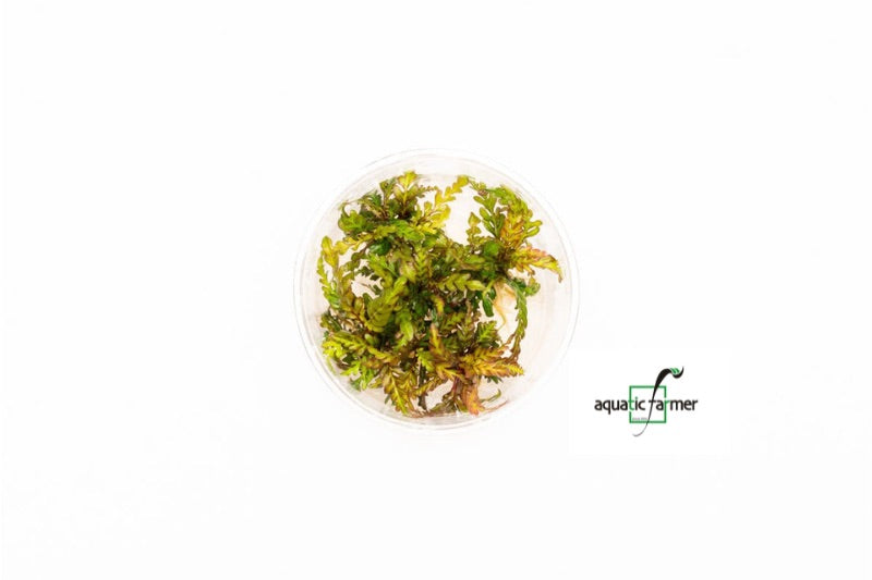SG READY STOCKS Live Aquatic Tissue Culture Plant by Aquatic Farmer