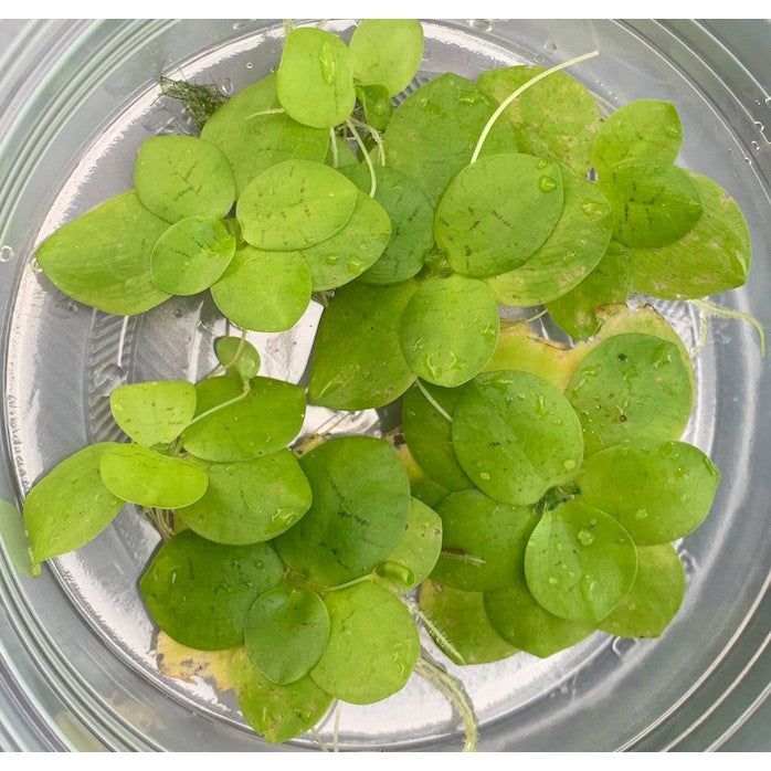 Floating live aquatic loose plants Limnobium laevigatum also known as Amazon Frogbit by Aquatic Farmer