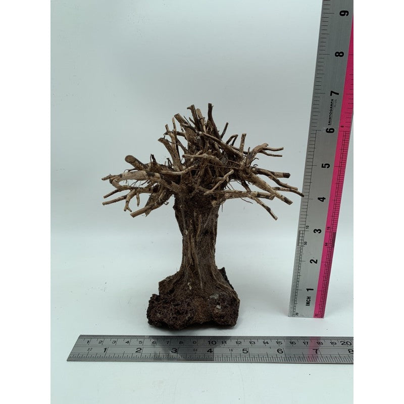 Small Bonsai Driftwood Aquarium Tree on Rocks