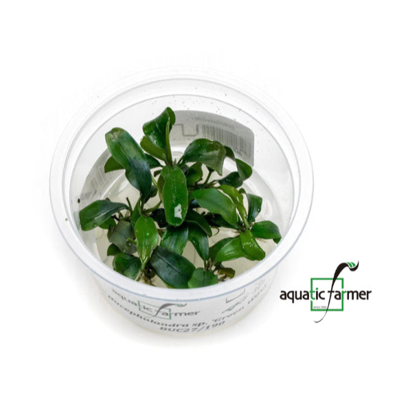 SG READY STOCKS Live Aquatic Tissue Culture Plant by Aquatic Farmer
