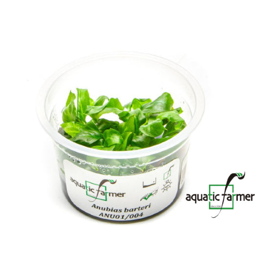 SG READY STOCKS Live Aquatic Tissue Culture Plant by Aquatic Farmer