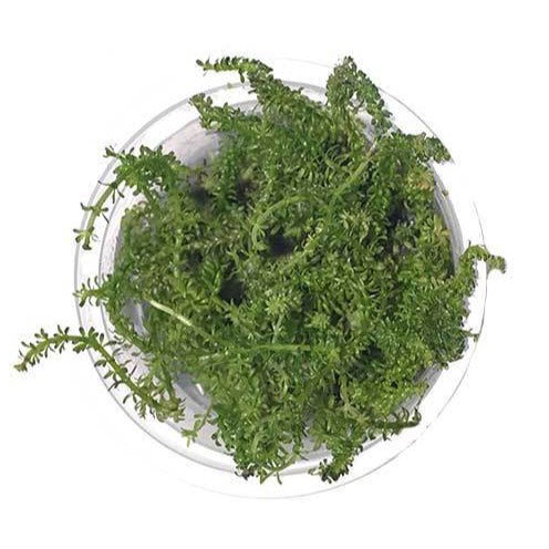 SG READY STOCKS Live Aquatic Tissue Culture Plant by Aquatic Farmer