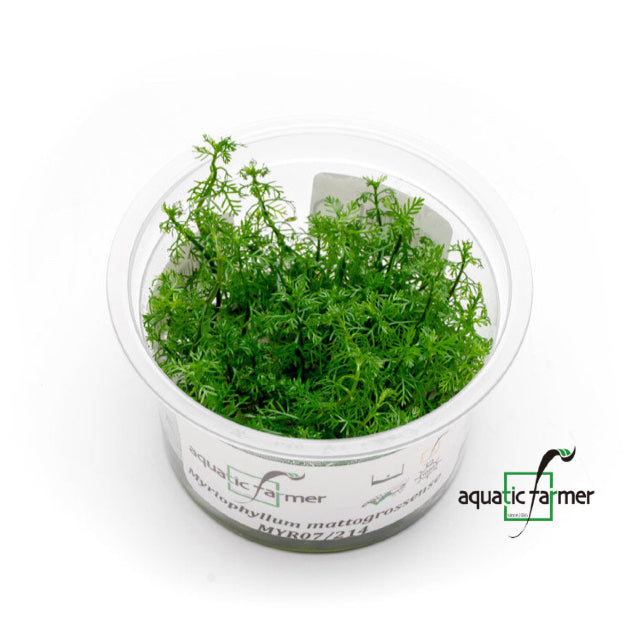 SG READY STOCKS Live Aquatic Tissue Culture Plant by Aquatic Farmer