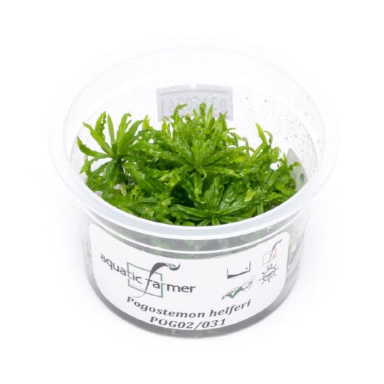SG READY STOCKS Live Aquatic Tissue Culture Plant by Aquatic Farmer