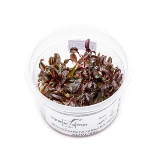 SG READY STOCKS Live Aquatic Tissue Culture Plant by Aquatic Farmer