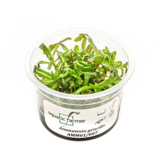 SG READY STOCKS Live Aquatic Tissue Culture Plant by Aquatic Farmer