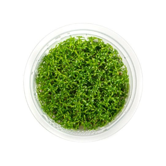 SG READY STOCKS Live Aquatic Tissue Culture Plant by Aquatic Farmer
