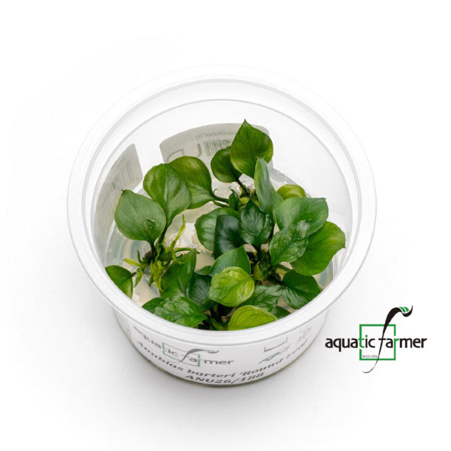 SG READY STOCKS Live Aquatic Tissue Culture Plant by Aquatic Farmer