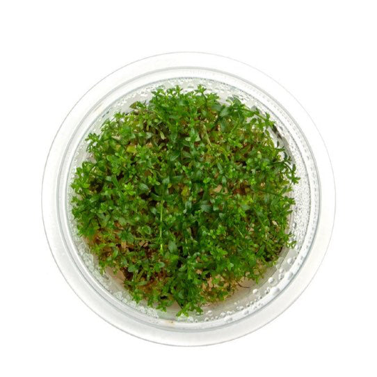 SG READY STOCKS Live Aquatic Tissue Culture Plant by Aquatic Farmer