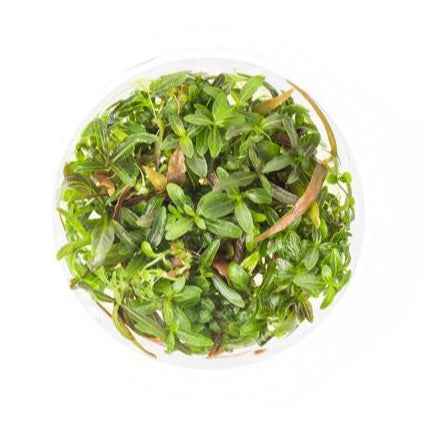 SG READY STOCKS Live Aquatic Tissue Culture Plant by Aquatic Farmer