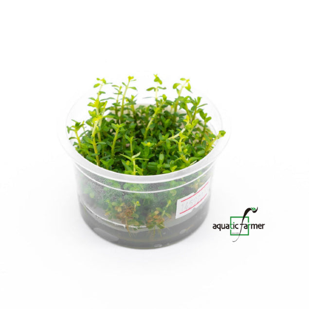 SG READY STOCKS Live Aquatic Tissue Culture Plant by Aquatic Farmer
