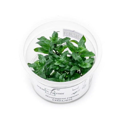 SG READY STOCKS Live Aquatic Tissue Culture Plant by Aquatic Farmer