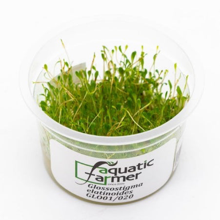 SG READY STOCKS Live Aquatic Tissue Culture Plant by Aquatic Farmer