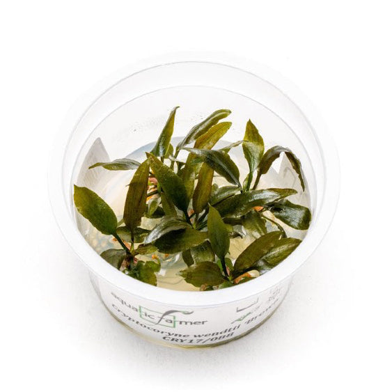 SG READY STOCKS Live Aquatic Tissue Culture Plant by Aquatic Farmer