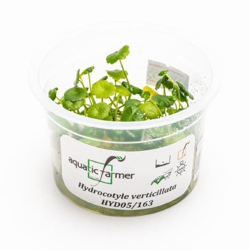 SG READY STOCKS Live Aquatic Tissue Culture Plant by Aquatic Farmer