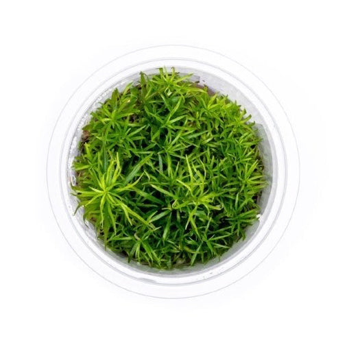 SG READY STOCKS Live Aquatic Tissue Culture Plant by Aquatic Farmer
