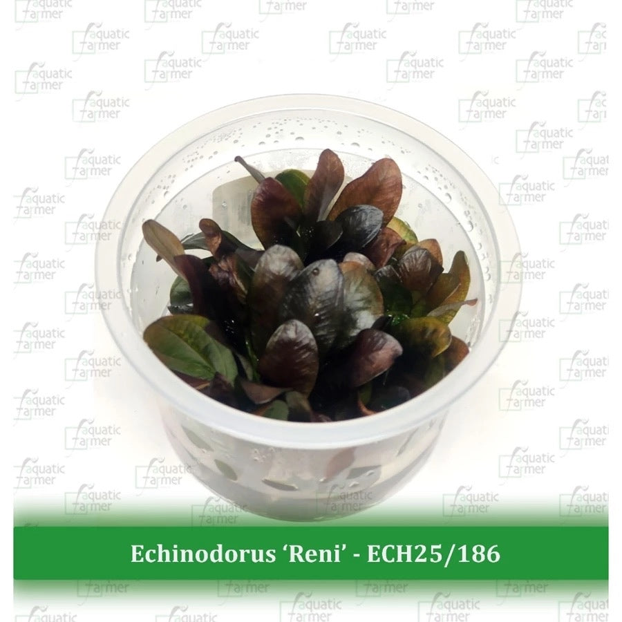 SG READY STOCKS Live Aquatic Tissue Culture Plant by Aquatic Farmer