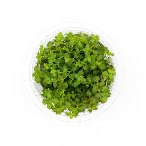SG READY STOCKS Live Aquatic Tissue Culture Plant by Aquatic Farmer