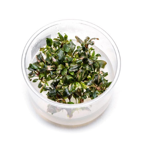 SG READY STOCKS Live Aquatic Tissue Culture Plant by Aquatic Farmer
