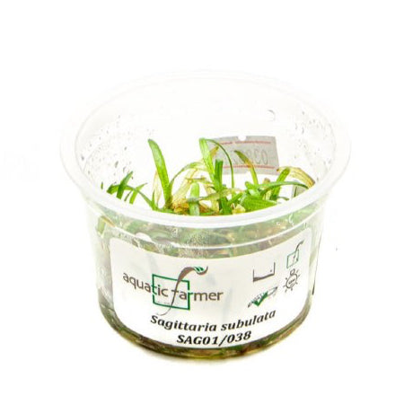 SG READY STOCKS Live Aquatic Tissue Culture Plant by Aquatic Farmer