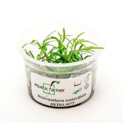SG READY STOCKS Live Aquatic Tissue Culture Plant by Aquatic Farmer
