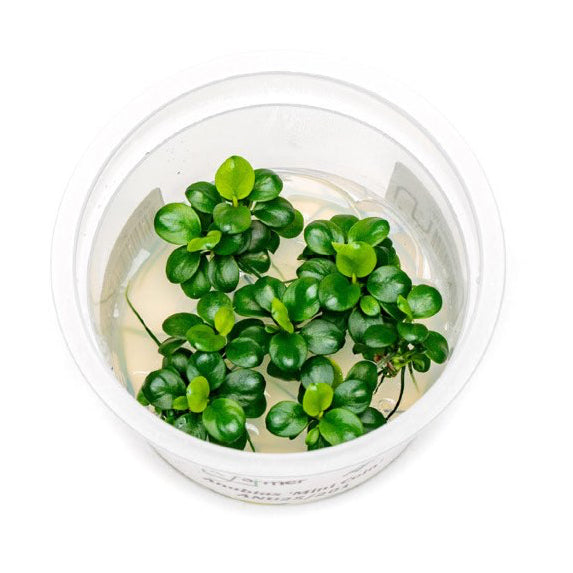 SG READY STOCKS Live Aquatic Tissue Culture Plant by Aquatic Farmer