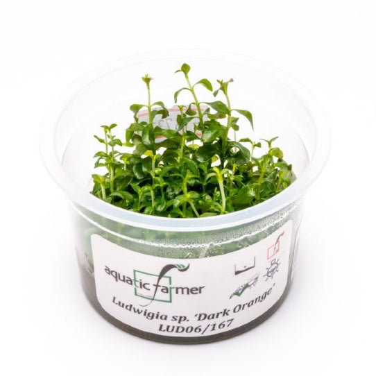 SG READY STOCKS Live Aquatic Tissue Culture Plant by Aquatic Farmer
