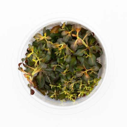 SG READY STOCKS Live Aquatic Tissue Culture Plant by Aquatic Farmer