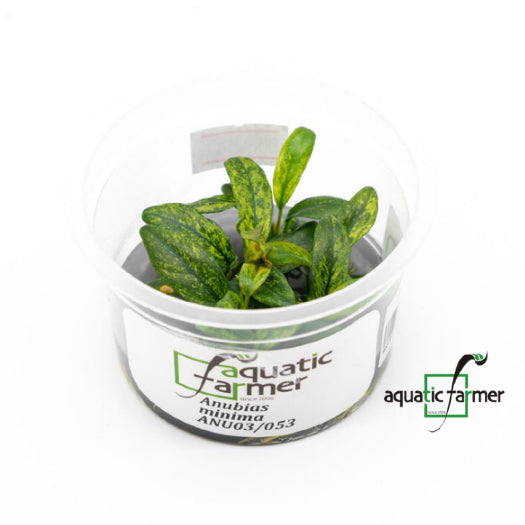SG READY STOCKS Live Aquatic Tissue Culture Plant by Aquatic Farmer