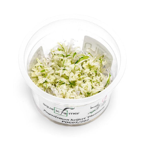 SG READY STOCKS Live Aquatic Tissue Culture Plant by Aquatic Farmer
