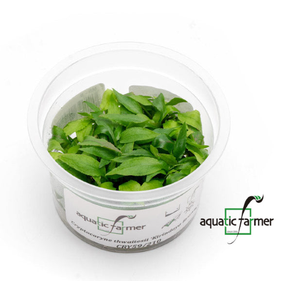 SG READY STOCKS Live Aquatic Tissue Culture Plant by Aquatic Farmer