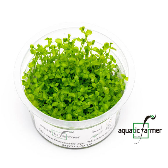 SG READY STOCKS Live Aquatic Tissue Culture Plant by Aquatic Farmer