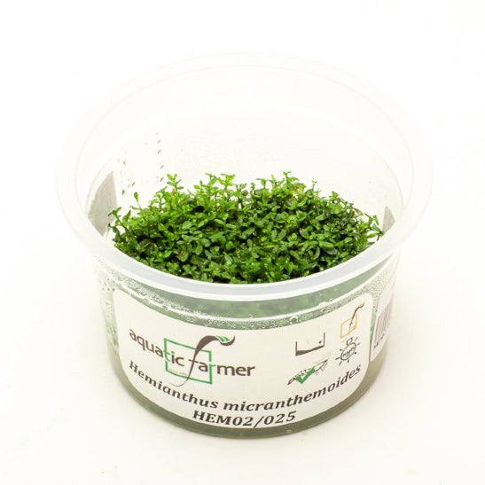 SG READY STOCKS Live Aquatic Tissue Culture Plant by Aquatic Farmer