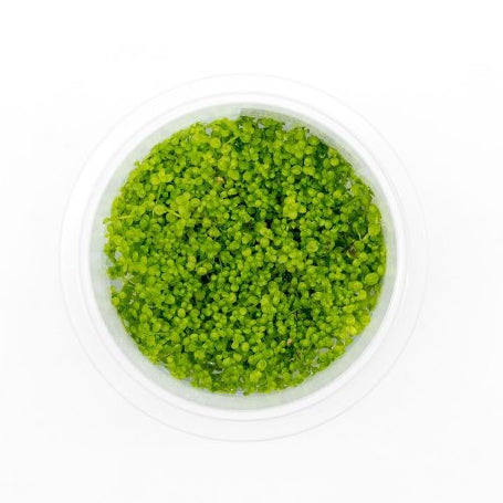 SG READY STOCKS Live Aquatic Tissue Culture Plant by Aquatic Farmer