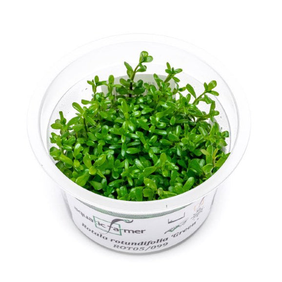 SG READY STOCKS Live Aquatic Tissue Culture Plant by Aquatic Farmer