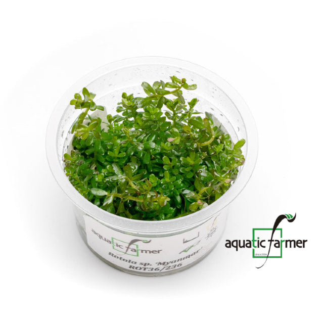 SG READY STOCKS Live Aquatic Tissue Culture Plant by Aquatic Farmer