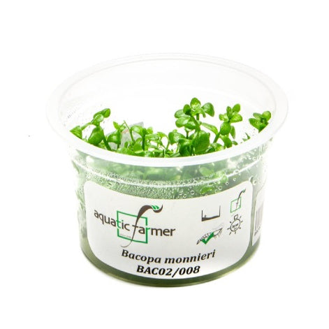 SG READY STOCKS Live Aquatic Tissue Culture Plant by Aquatic Farmer