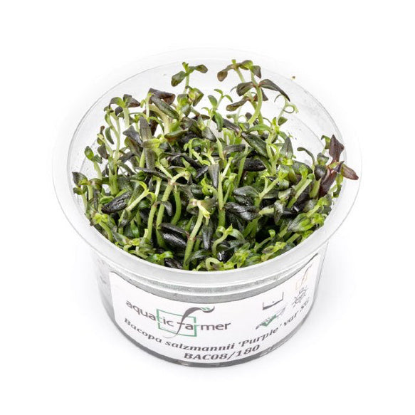 SG READY STOCKS Live Aquatic Tissue Culture Plant by Aquatic Farmer