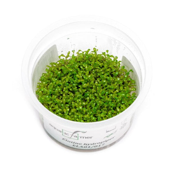 SG READY STOCKS Live Aquatic Tissue Culture Plant by Aquatic Farmer