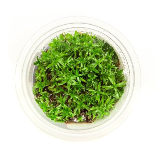 SG READY STOCKS Live Aquatic Tissue Culture Plant by Aquatic Farmer
