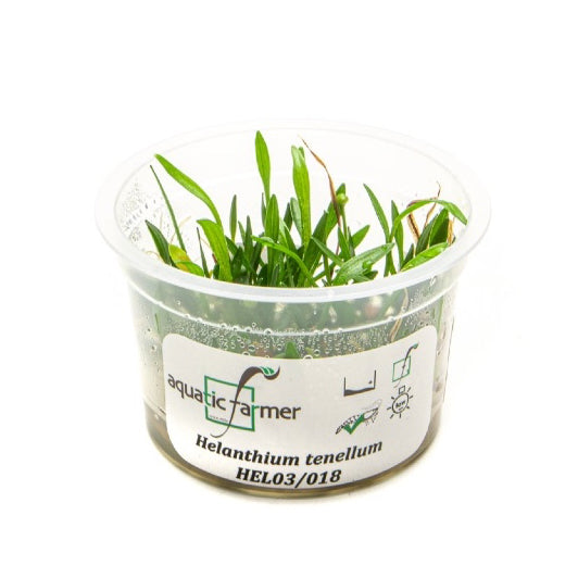 SG READY STOCKS Live Aquatic Tissue Culture Plant by Aquatic Farmer