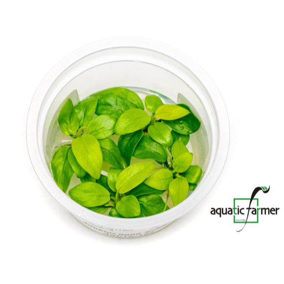 SG READY STOCKS Live Aquatic Tissue Culture Plant by Aquatic Farmer