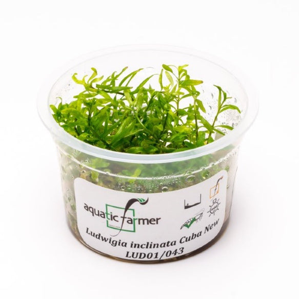 SG READY STOCKS Live Aquatic Tissue Culture Plant by Aquatic Farmer