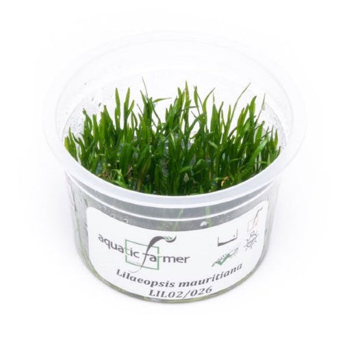 SG READY STOCKS Live Aquatic Tissue Culture Plant by Aquatic Farmer