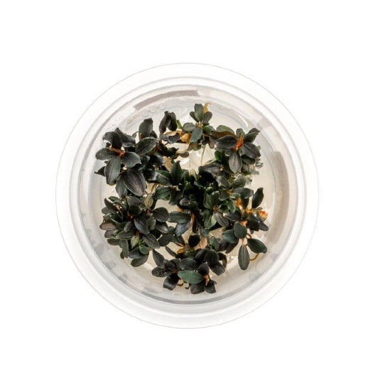 SG READY STOCKS Live Aquatic Tissue Culture Plant by Aquatic Farmer