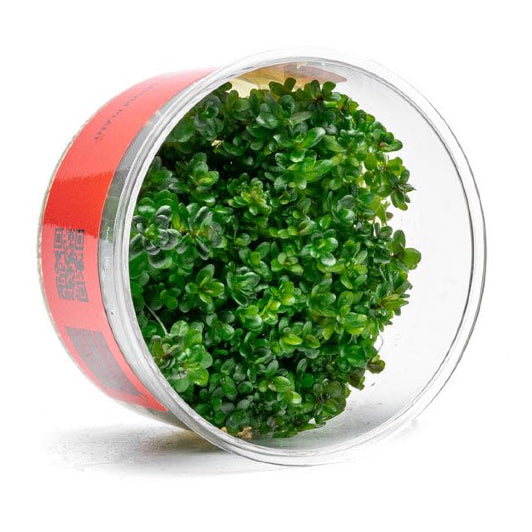 SG READY STOCKS Live Aquatic Tissue Culture Plant by Aquatic Farmer