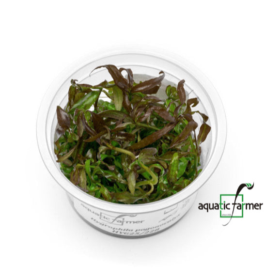 SG READY STOCKS Live Aquatic Tissue Culture Plant by Aquatic Farmer
